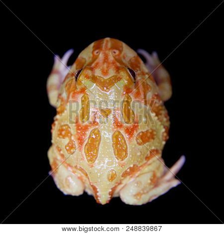 The Chachoan Horned Frog, Ceratophrys Cranwelli, Isolated On Black Background