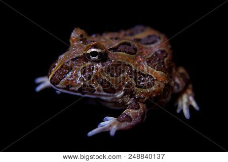The Chachoan Horned Frog, Ceratophrys Cranwelli, Isolated On Black Background