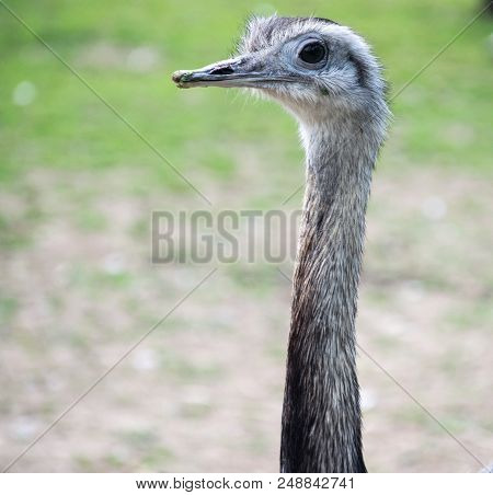 A Close Up Portrait Of A Greater Rhea