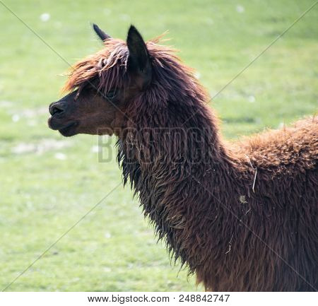A Photo Of An Alpaca With Reddish Hair