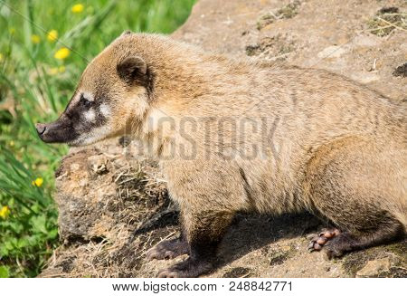 A Portrait Of A Brown Nosed Coati Or Coatimundi Standing On A Rock