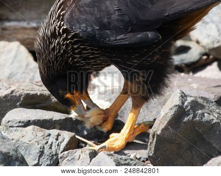 A Striated Caracara Stood On A  Rock Eating A Chick