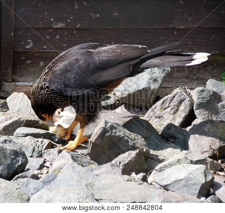 A Striated Caracara Stood On A  Rock Eating A Chick