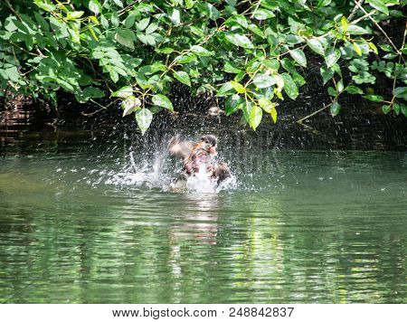 A Mandarin Duck Splashing To Wash Itself