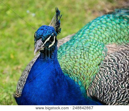 A Male Peacock Sitting Down On Grass