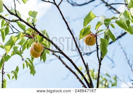 Branch Of An Apricot Tree With Ripe Fruits Against Solid Blue Sky In Summer. Green Leaves On Tree.