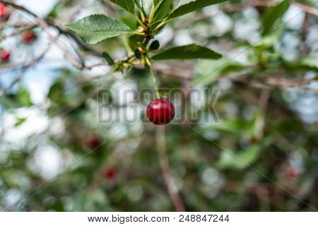 Single Red Sweet Cherry On Tree With Leaves. Close Up Shot.