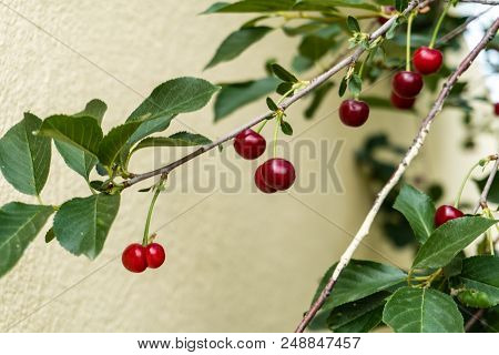 Red Ripe Sweet Cherry On Tree With Leaves. Close Up Shot.