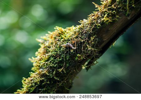 Snail On Tree Branch In Laurel Forest. Nature Background. Anaga Country Park, Biosphere Reserve, Ten