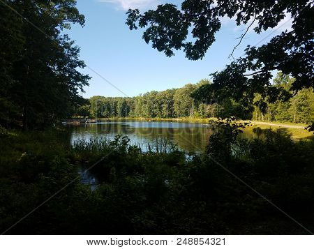 Forest Or Woods With Many Trees And A Lake With Paddleboats