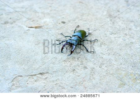 grande bug