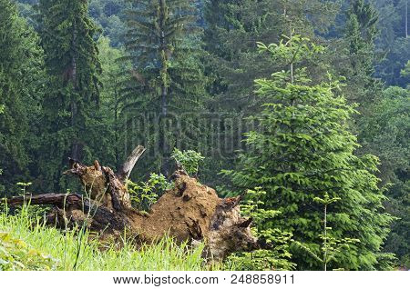 An Old Stump With Roots Against The Background Of Greenary Young Coniferous Forest; National Park In