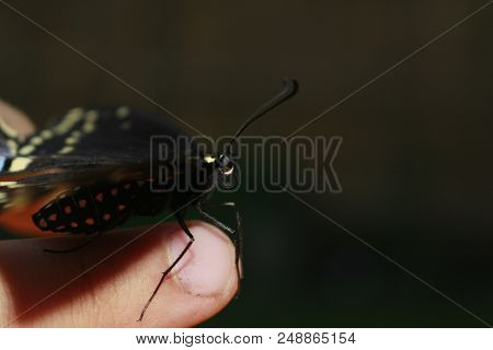 Palamedes Swallowtail Butterfly. Photographed In Canada This Is A Common Butterfly In Canada