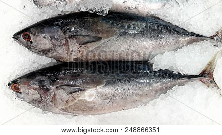 Beautiful Picture Of Skipjack Tuna (katsuwonus Pelamis) In Thai Market