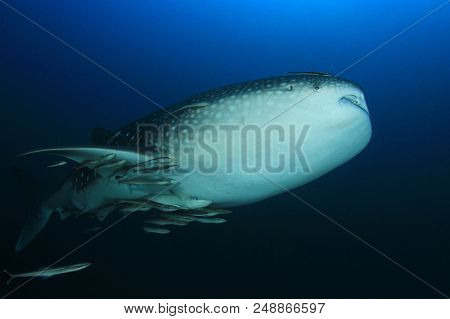 Whale Shark Whaleshark 