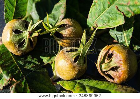 The Forgotten Stone Fruit Called Mispilus Germanica