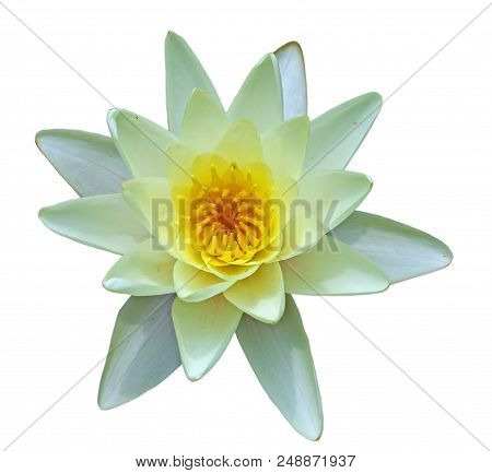 Flower Of Yellow Water Lily Isolated On White