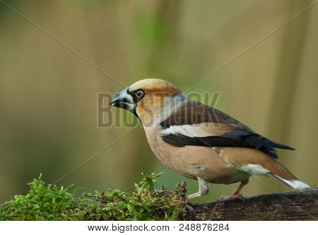 Early In The Morning, Hawfinch (coccothraustes Coccothraustes) Sits On A Mossy Branch Of A Tree. Pol