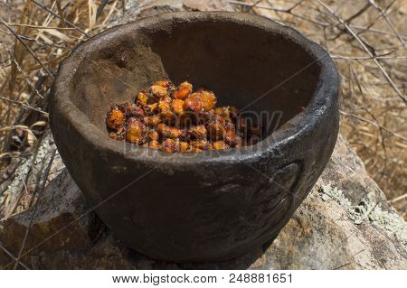 Closeup Fresh Rhus Integrifolia Lemonade Berries In Primitive Clay Bowl In Natural Setting