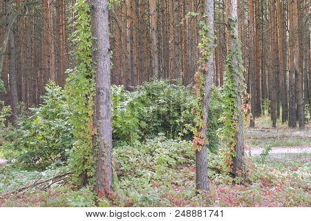 Virginia Creeper In The Pine Forest, Climbs And Covers On Tall Slender Trunks. Unexpected Combinatio
