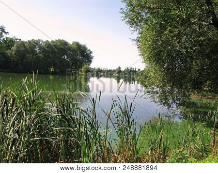 Reeds In The Sun By A River Flowing Near A Beautiful Green Forest Zone