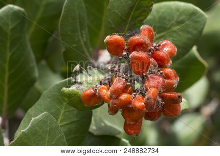 Macro Closeup Ripe Red Fruit Of Rhus Integrifolia Lemonade Berry On Leafy Shrub