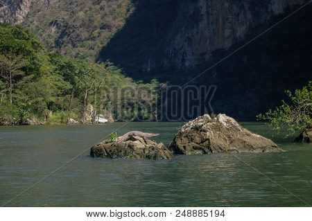Crocodile Near Of The Rio Grijalva (sumidero Canyon), Mexico