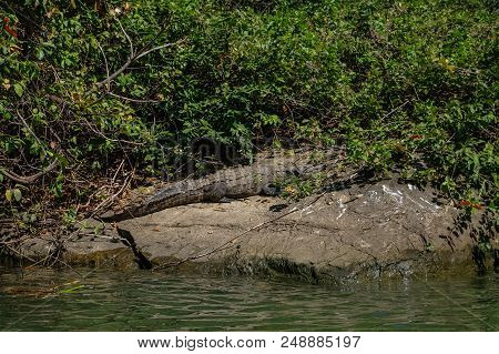 Crocodile Near Of The Rio Grijalva (sumidero Canyon), Mexico