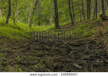 Usovicky Creek In Summer Day Near Marianske Lazne Spa Town