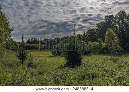 Area Near Novoveska Spring In Slavkovsky Les National Park In Summer Morning