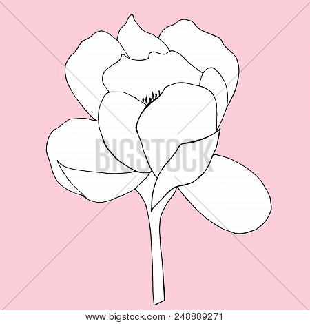 Peony Flower Isolated On White Background. Vector Illustration.