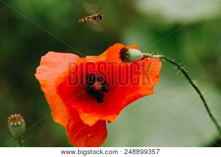 A Flower Of Red Poppy On A Green Background.