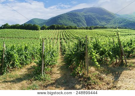 Vineyards On The Background Of Mountain Slopes Near The Village Of Abrau-durso, Novorossiysk