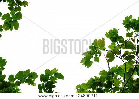Purple Orchid Tree Leaves On White Isolated Background For Green Foliage Backdrop