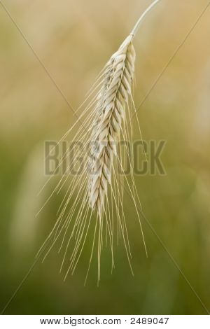 Rye2