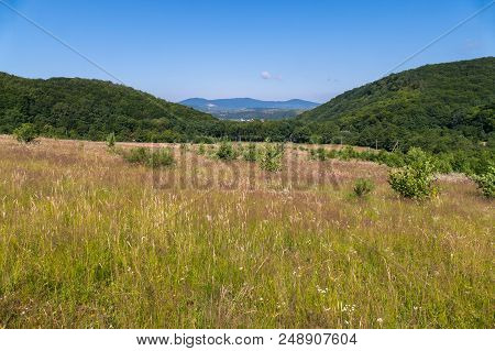 Field With Small Wild Flowers And Shrubs Against The Backdrop Of Massive And Lush Green Mountains