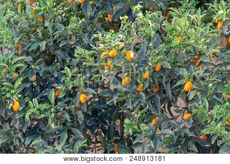 Tropical Small Ripe Orange Citrus Fruits Kumquats On Tree, Close Up, Ready To Harvest