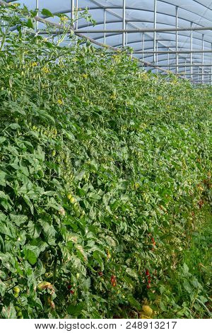 Bio Farming In Italy, Cultivation Of Sweet Cherry Tomatoes In Greenhouse, Agriculrutal Region Near F