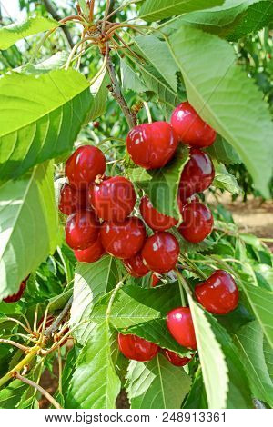 Cherry Tree Orchard With Fresh Ripe Cherries Fruits Near Cipy Turi, Capital Of Cherry In Apulia, Ita
