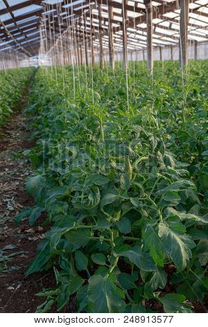 Bio Farming In Italy, Cultivation Of Tomatoes In Greenhouse, Agriculrutal Region Near Fondi, Lazio,