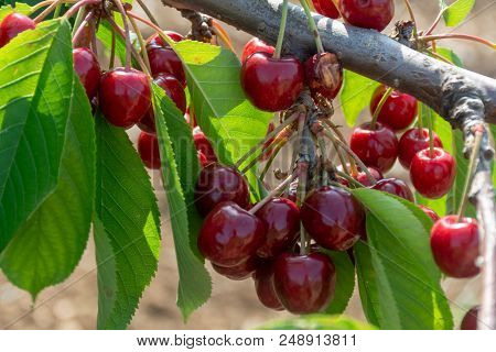 Cherry Tree Orchard With Fresh Ripe Cherries Fruits Near Cipy Turi, Capital Of Cherry In Apulia, Ita