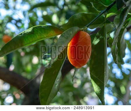 Tropical Small Ripe Orange Citrus Fruits Kumquats On Tree, Close Up, Ready To Harvest