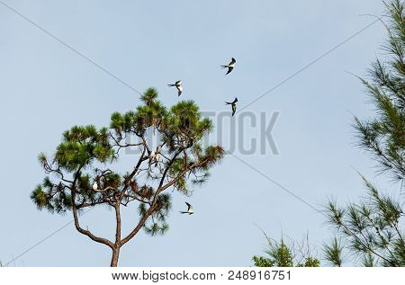 Swallow-tailed Kites Flock In The Pine Trees Of Naples, Florida