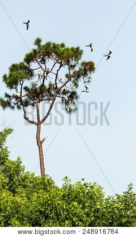Swallow-tailed Kites Flock In The Pine Trees Of Naples, Florida