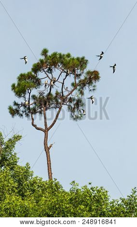 Swallow-tailed Kites Flock In The Pine Trees Of Naples, Florida