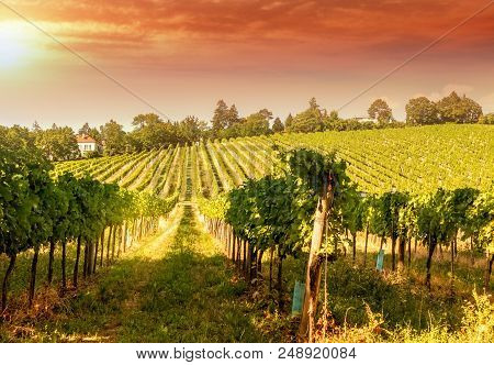 Vineyard Hills Of The City Of Vienna At Sunset, Toned