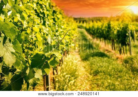 Vineyard Hills Of The City Of Vienna At Sunset, Toned