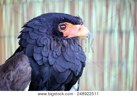 Portrait Of A Bataleur Eagle (terathopius Ecaudatus) With Its Distinctive Black Ruff And Orange Hook