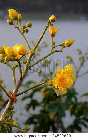 Buttercup Tree Blossom Bright  In Yellow