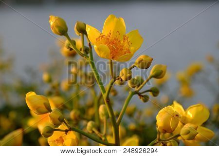 Buttercup Tree Blossom Bright  In Yellow